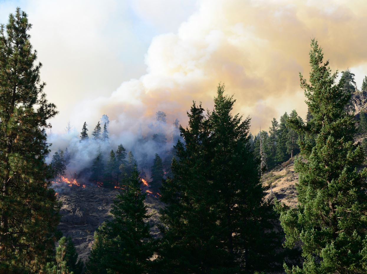 Designing for Wildfires